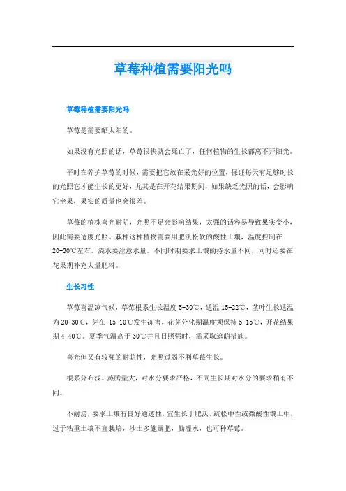 草莓种植需要阳光吗