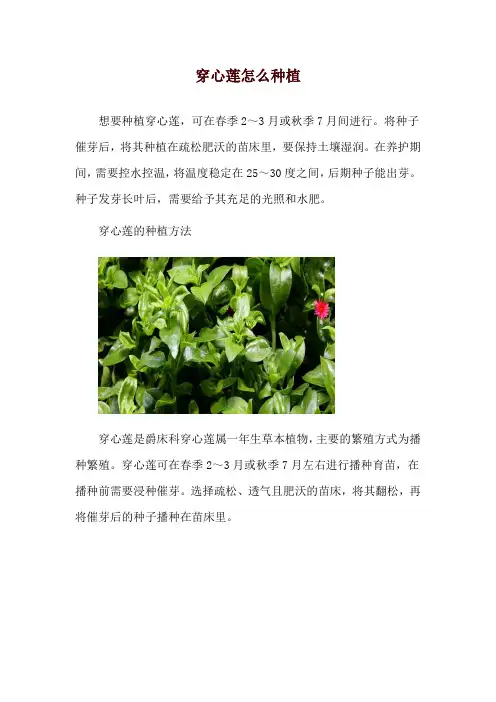 穿心莲怎么种植