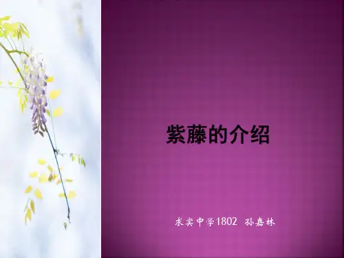 紫藤的介绍