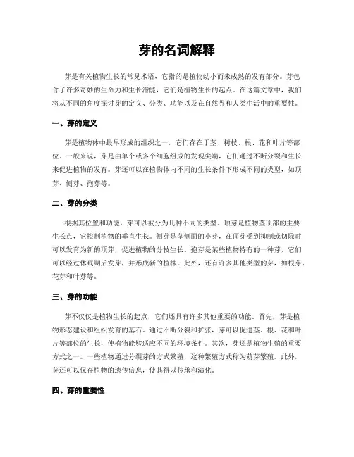 芽的名词解释
