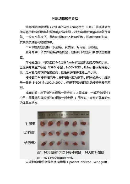 肿瘤动物模型介绍