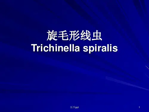 医学寄生虫学364旋毛虫