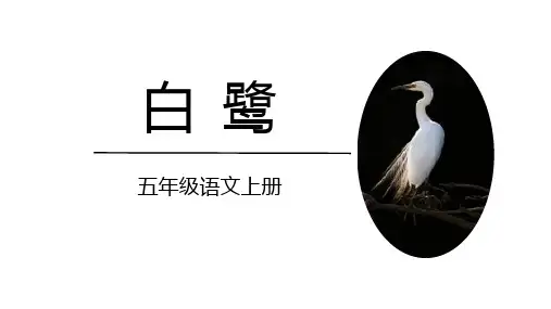《白鹭》ppt课件