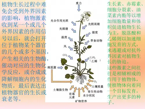 【新教材人教版生物】环境因素参与调节植物的生命活动ppt完整版1