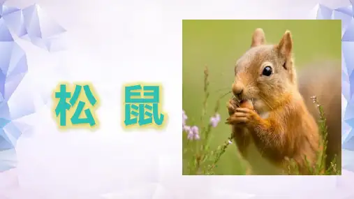 统编版五年级语文上册17松鼠课件(共21张PPT)
