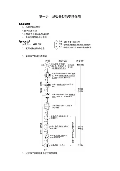 2016届高三生物一轮复习导学案：第12讲 减数分裂和受精作用 