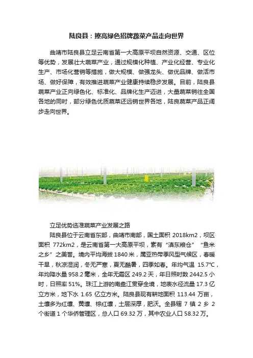 陆良县：擦亮绿色招牌蔬菜产品走向世界