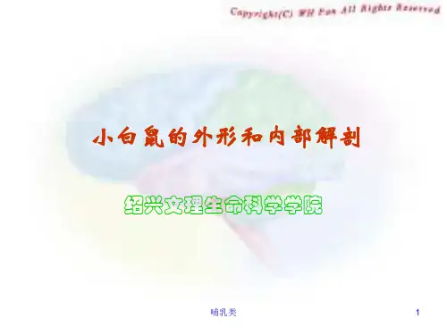 08小白鼠的解剖观察