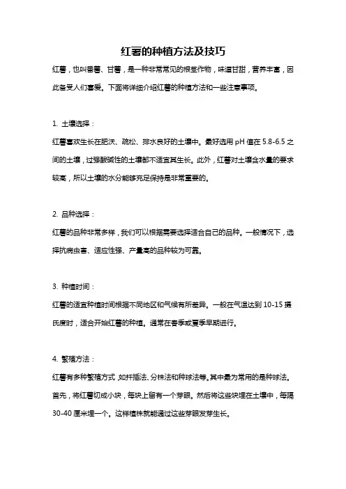 红薯的种植方法及技巧