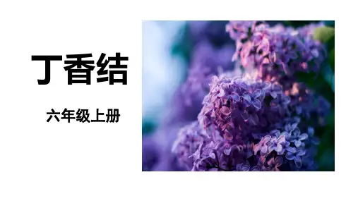部编版六年级语文上册2《丁香结》课件(共34张PPT)