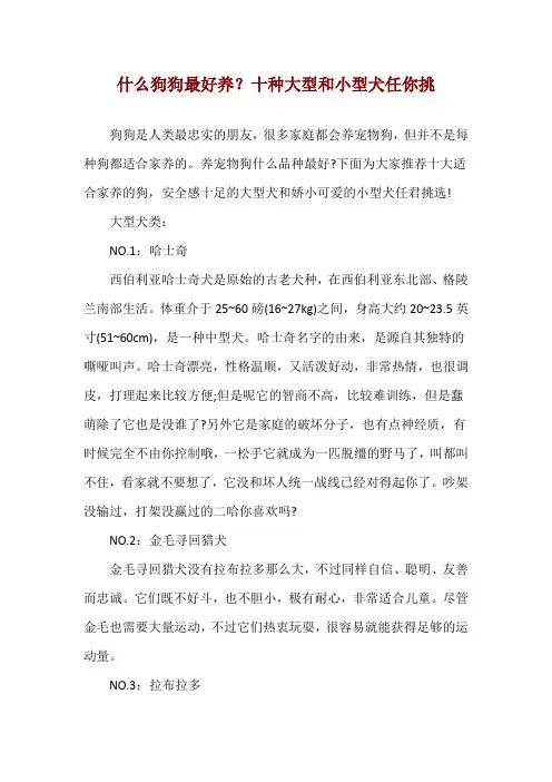 什么狗狗最好养？十种大型和小型犬任你挑