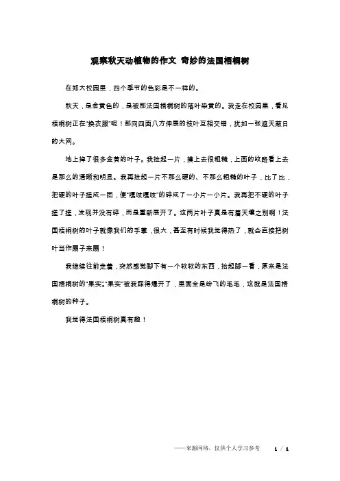 观察秋天动植物的作文 奇妙的法国梧桐树