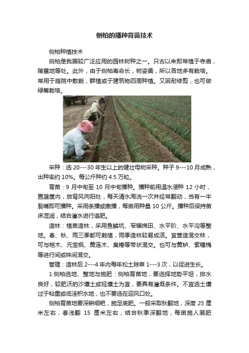 侧柏的播种育苗技术