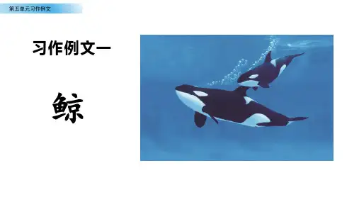 部编版五年级上册第五单元《习作例文》课件(共12张PPT)