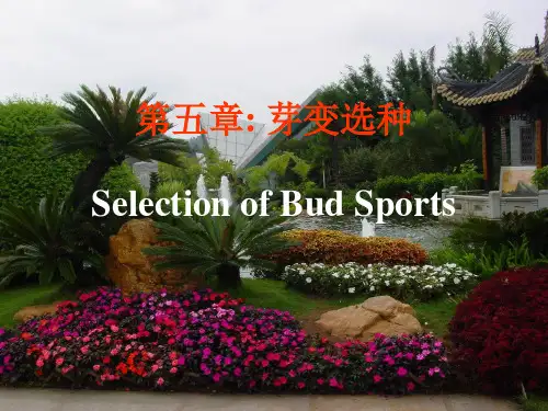 育种学课件 芽变选种