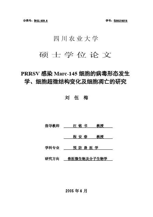 PRRSV 感染 Marc-145 细胞的病毒形态发生学、细胞超微结构变化及细胞凋亡的研究