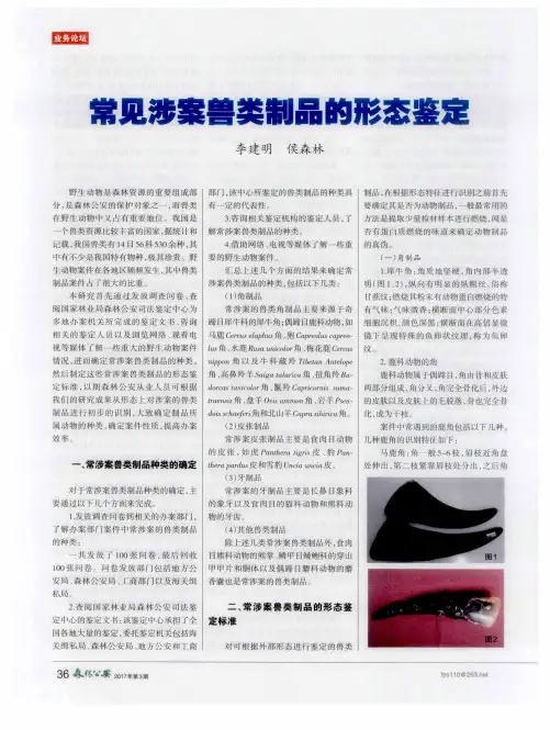 常见涉案兽类制品的形态鉴定