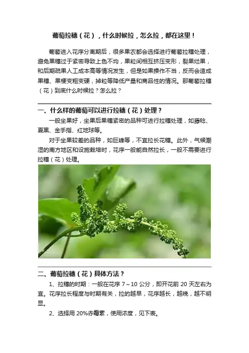 葡萄拉穗（花），什么时候拉，怎么拉，都在这里！