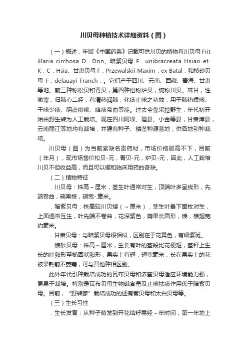 川贝母种植技术详细资料（图）