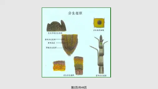 植物学植物组织