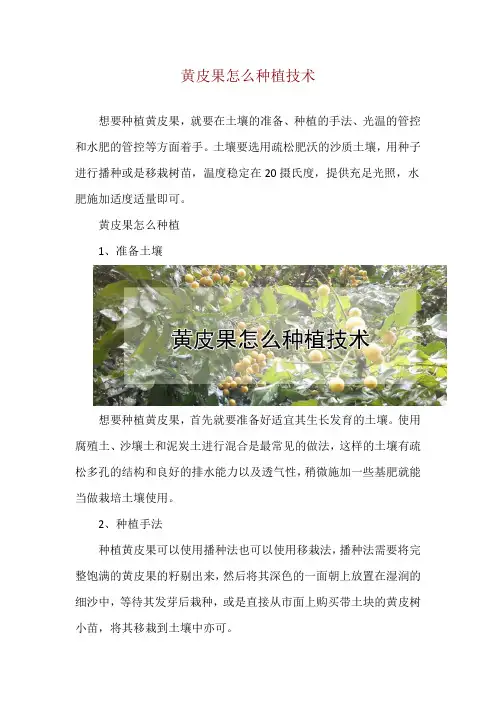 黄皮果怎么种植技术