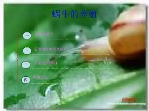 蜗牛的养殖