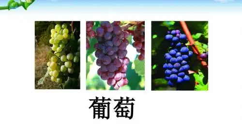最新部编本二年级语文上册   11 葡萄沟  ppt课件