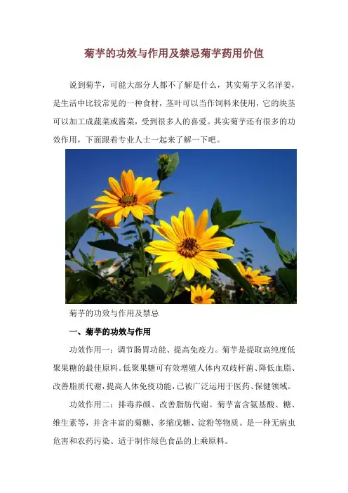 菊芋的功效与作用及禁忌 菊芋药用价值