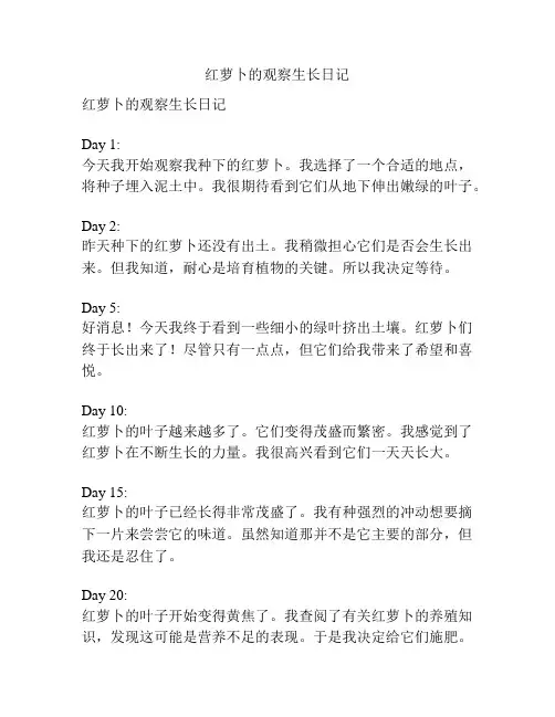 红萝卜的观察生长日记