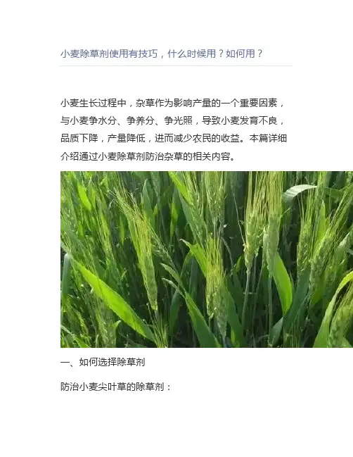 【农业】小麦除草剂使用有技巧,什么时候用如何用