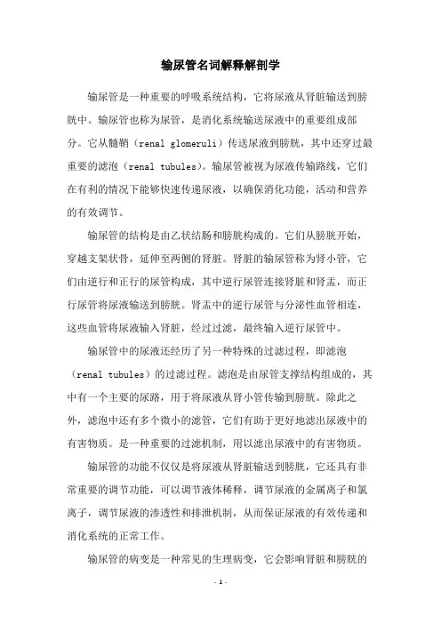 输尿管名词解释解剖学
