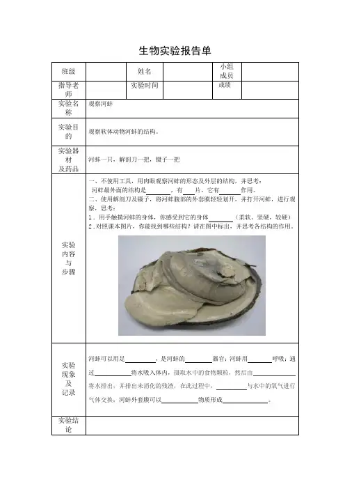 观察河蚌实验报告单