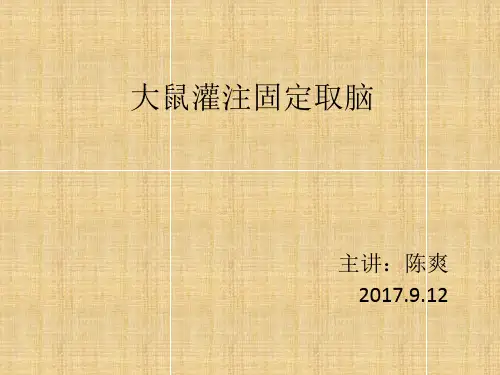 大鼠灌注固定取脑解剖取材