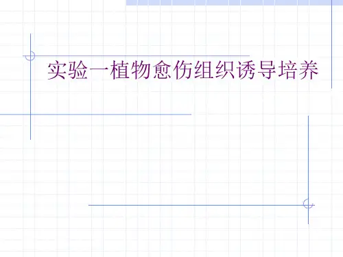愈伤组织诱导培养