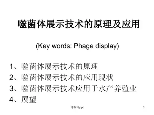 噬菌体展示技术的原理及应用