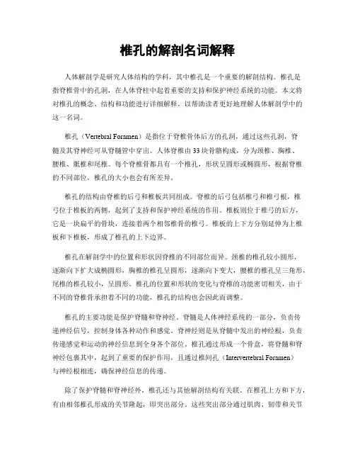 椎孔的解剖名词解释