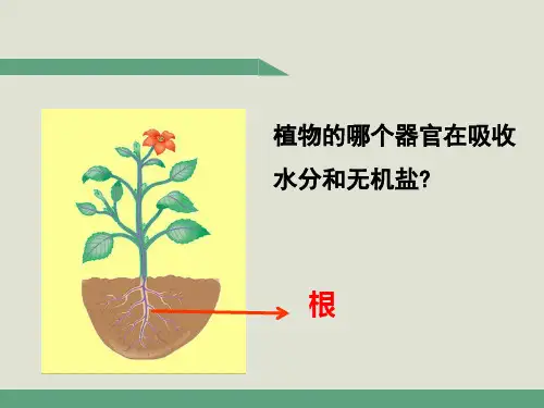 七年级生物5.5  运输作用优秀课件