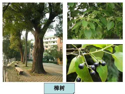 《多种多样的植物》PPT课件下载教科版小学3
