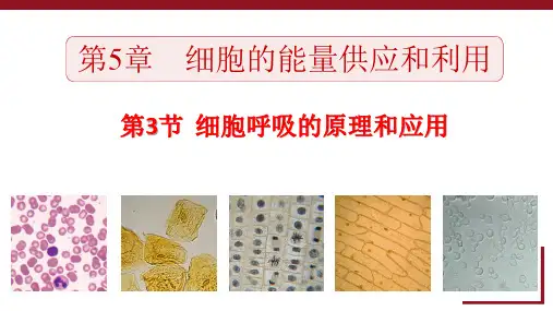 细胞呼吸的原理和应用课件-高一上学期生物人教版必修1