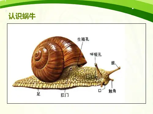 蜗牛PPT课件