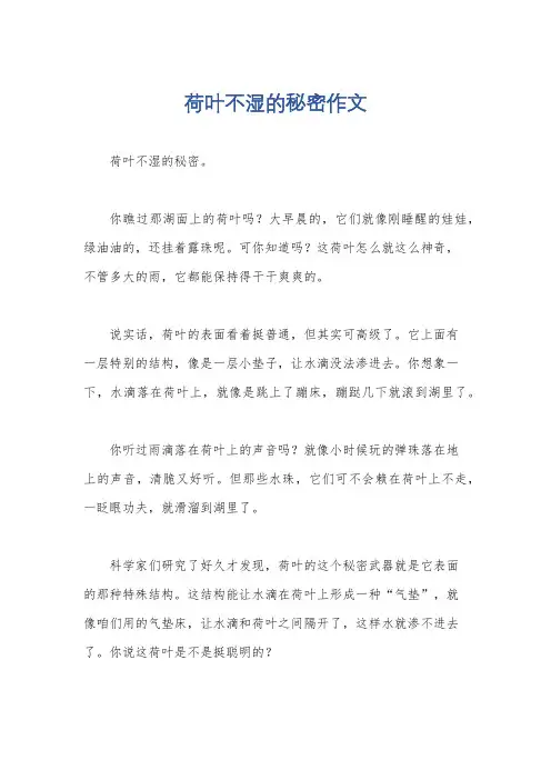 荷叶不湿的秘密作文