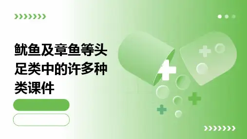鱿鱼及章鱼等头足类中的许多种类课件