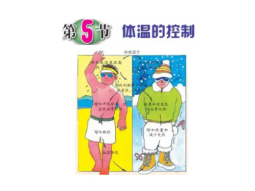 3.5 《体温的调节》 课件 2024—2025学年人教版高中生物选择性必修一
