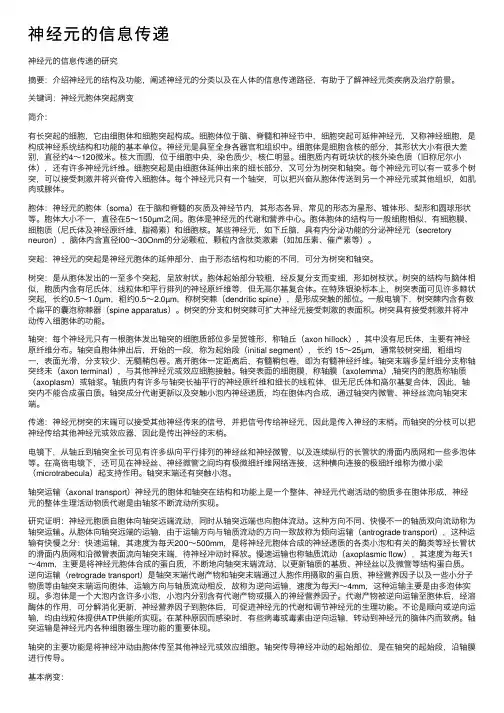 神经元的信息传递