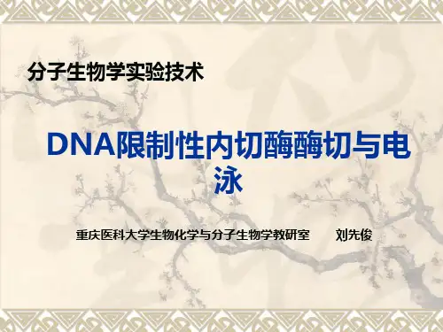 DNA限制性内切酶酶切与电泳pptppt