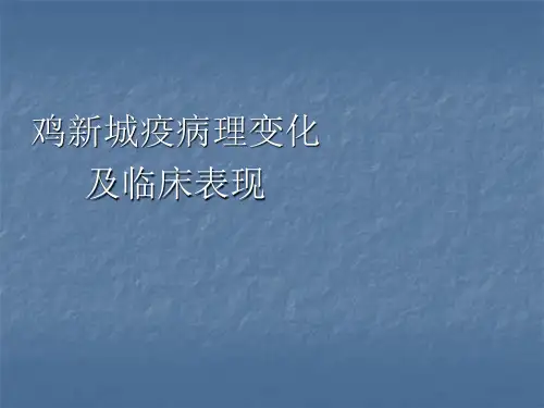 鸡新城疫病理变化及临床表现