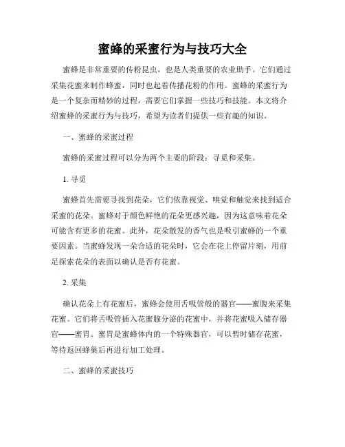 蜜蜂的采蜜行为与技巧大全