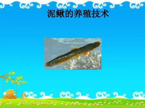泥鳅的养殖技术(完整版)