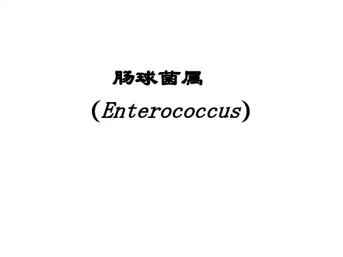 临床微生物学检验：肠球菌奈瑟菌和卡他莫拉菌