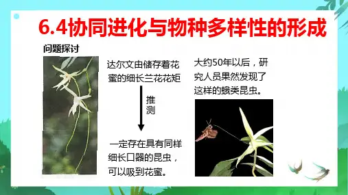 新教材 高中生物 必修2 第六章 第4讲 协同进化与物种多样性的形成